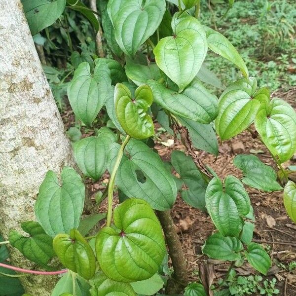 Dioscorea alata Лист