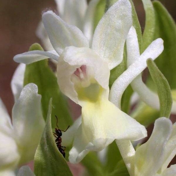 Dactylorhiza romana Flor