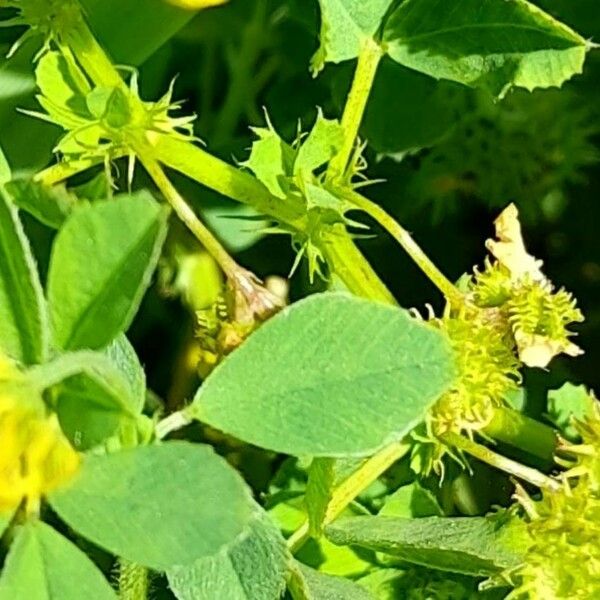 Medicago polymorpha ᱥᱟᱠᱟᱢ