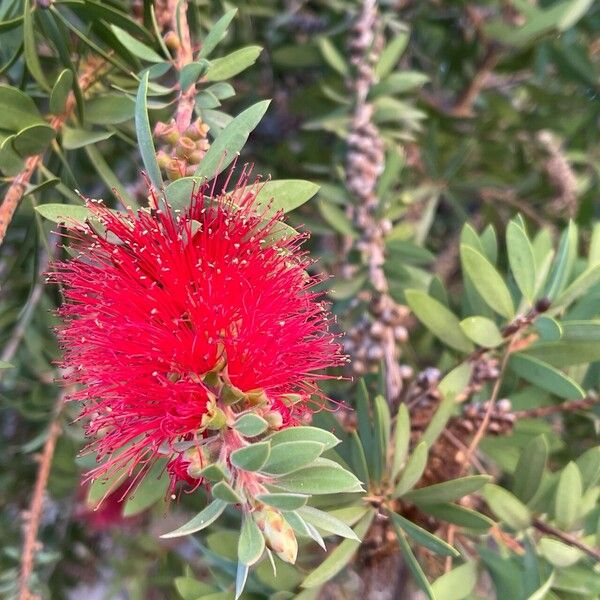 Melaleuca rugulosa Blomst