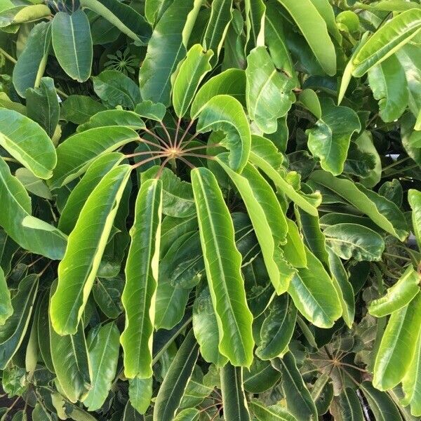 Schefflera actinophylla Blad