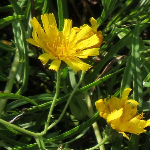 Hieracium umbellatum 花