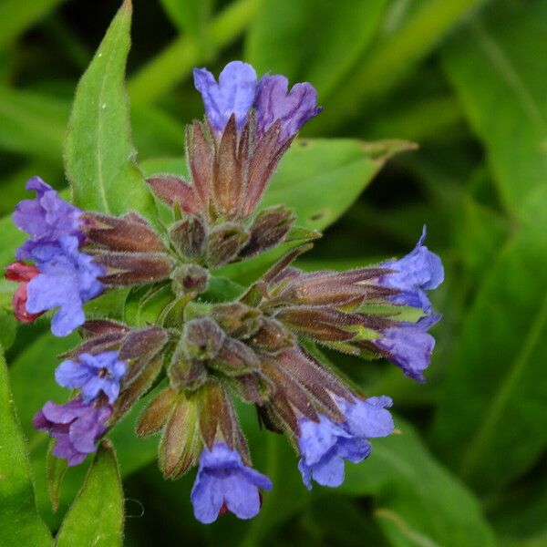 Pulmonaria mollis Цвят