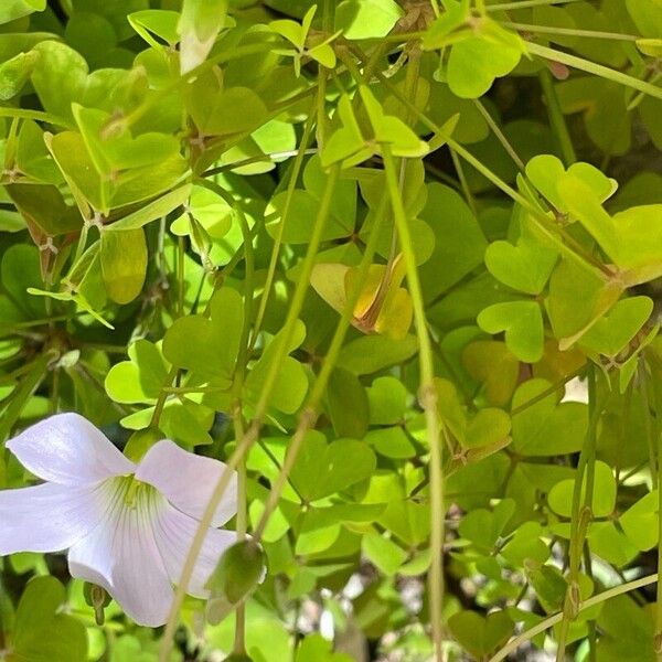 Oxalis incarnata Прочее