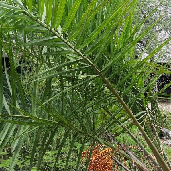 Phoenix reclinata Leaf