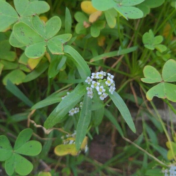 Lobularia maritima 花