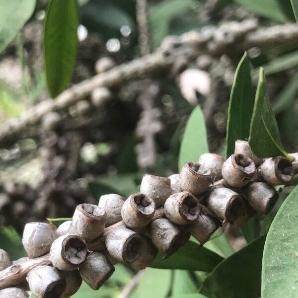 Melaleuca rugulosa 果實