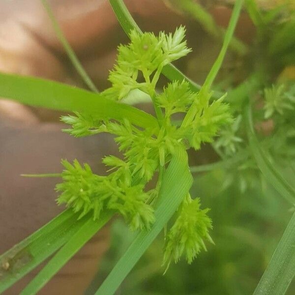 Cyperus compressus Blüte