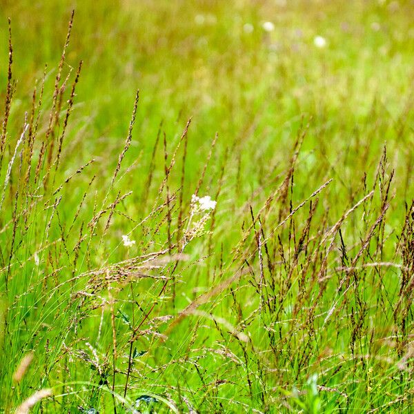 Filipendula ulmaria Buveinė