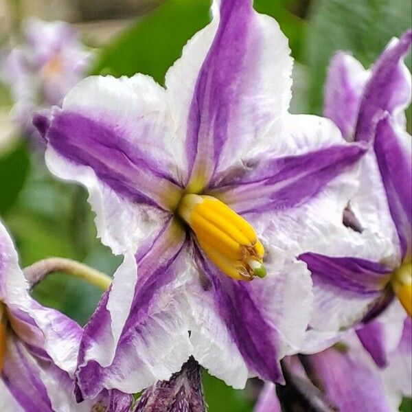 Solanum muricatum 花