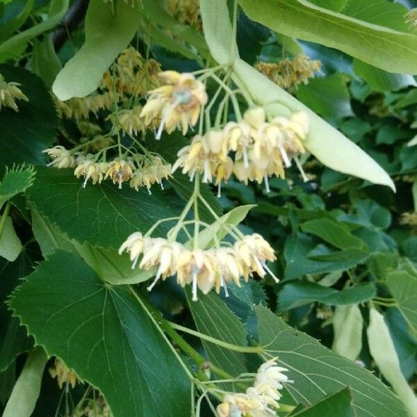 Tilia americana Fruto