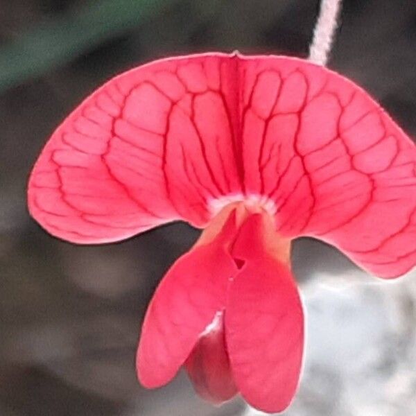 Lathyrus setifolius Floare
