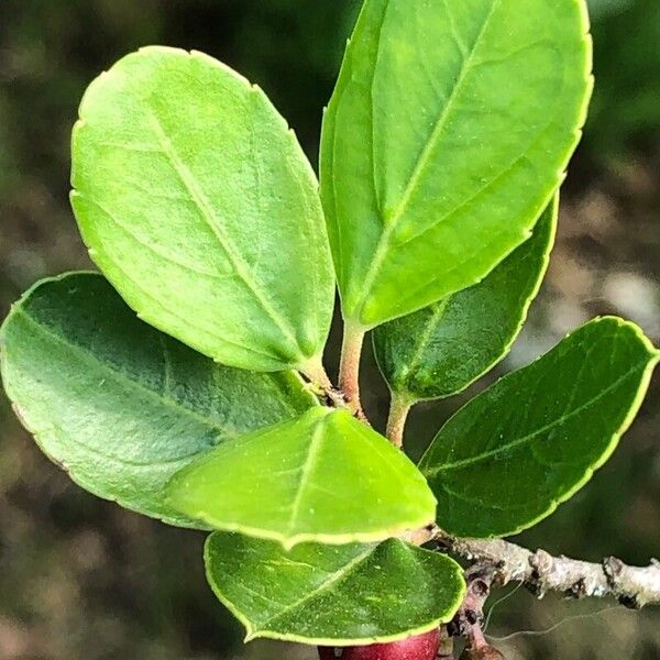 Rhamnus alaternus Blatt