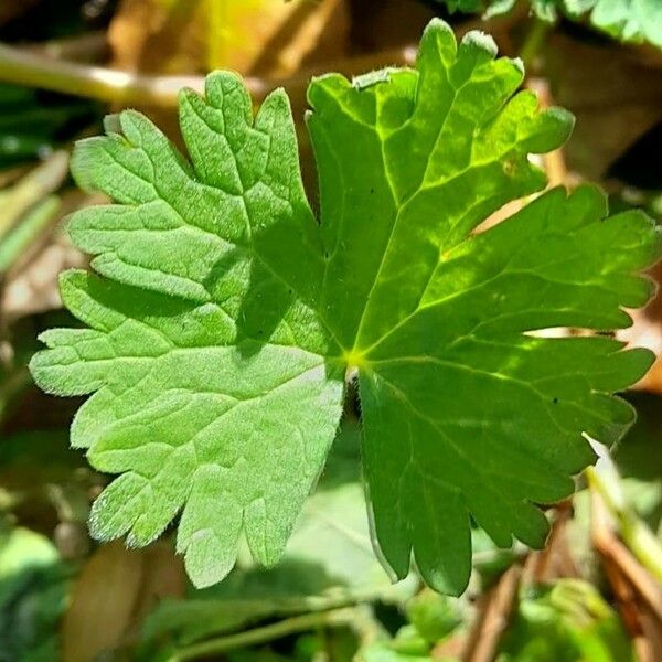 Geranium rotundifolium Foglia