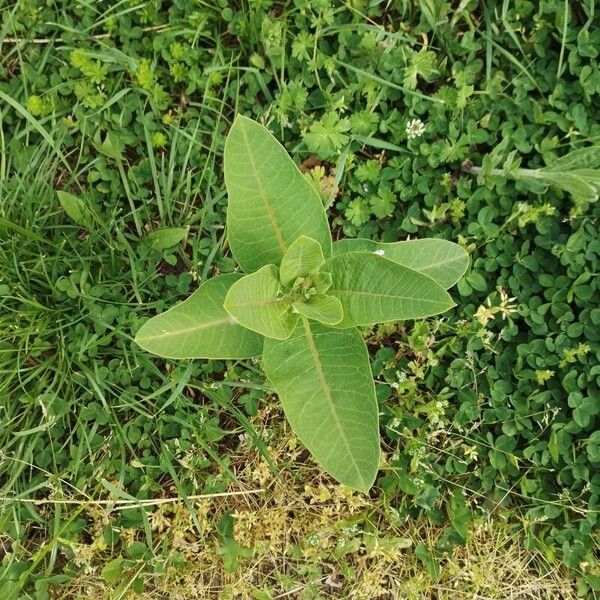 Asclepias syriaca List