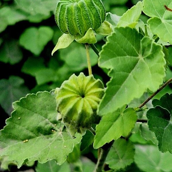 Abutilon indicum Fruit