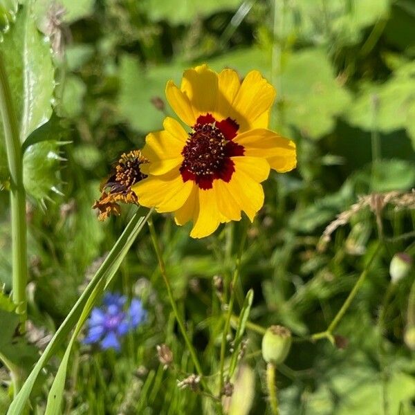 Coreopsis tinctoria Flower