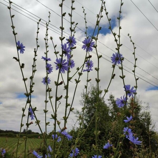 Cichorium endivia Blüte