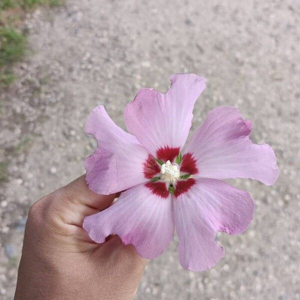 Hibiscus syriacus പുഷ്പം