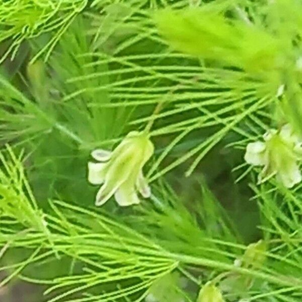 Asparagus tenuifolius Flower