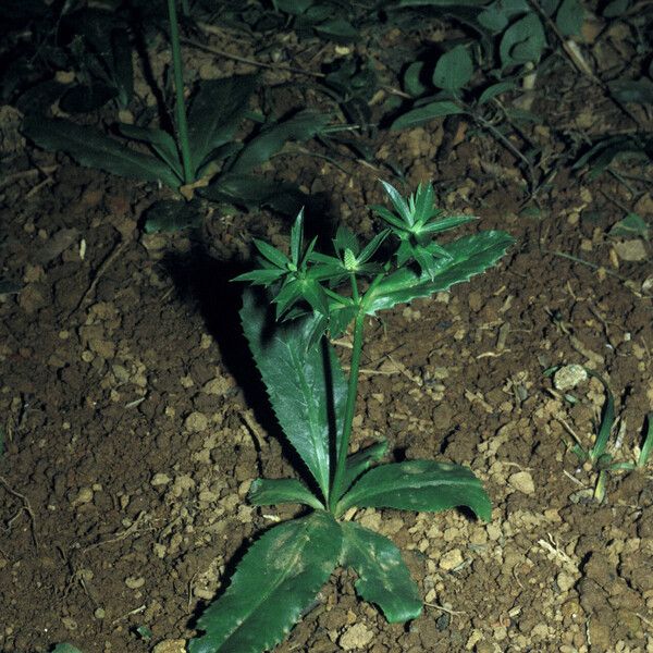 Eryngium foetidum Облик