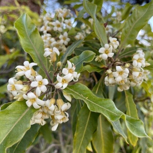 Pittosporum undulatum Кветка