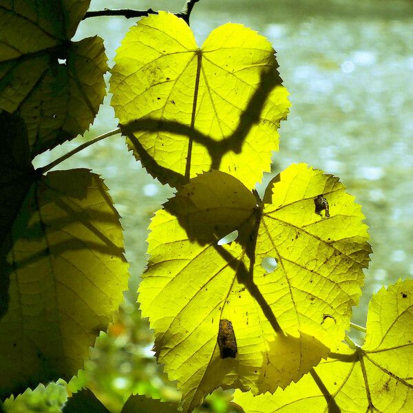 Tilia platyphyllos 叶