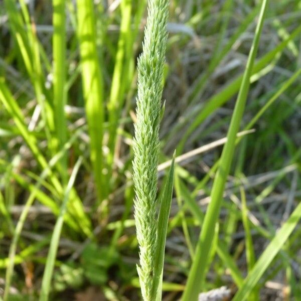 Phleum phleoides Ліст