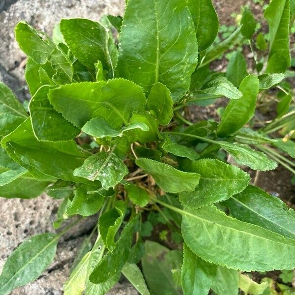 Lepidium latifolium Blad