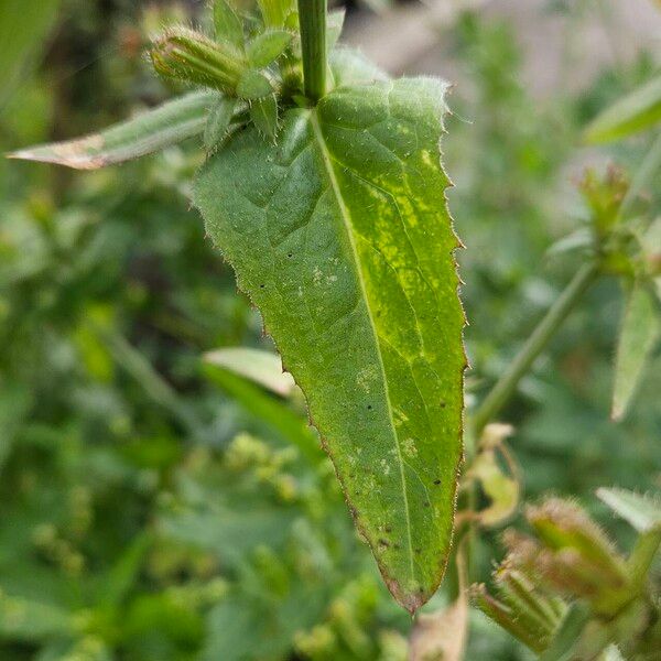 Cichorium endivia Foglia