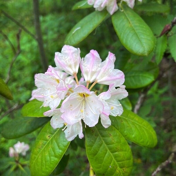 Rhododendron brachycarpum Квітка