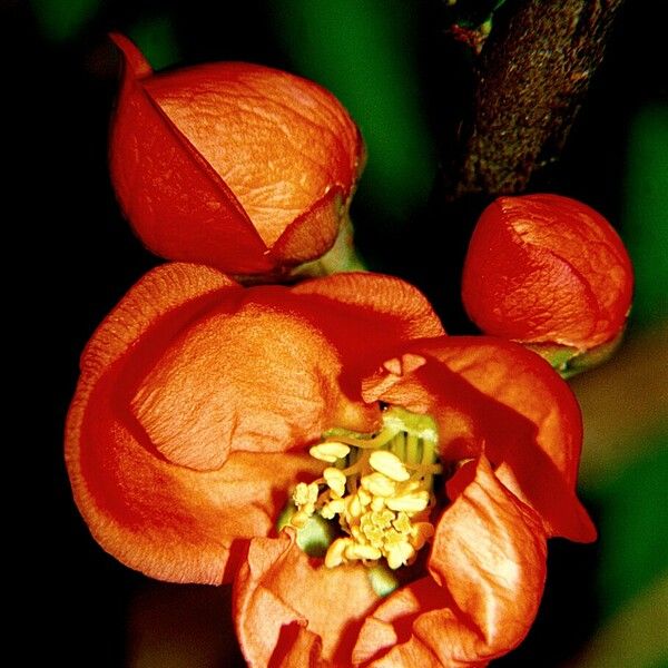 Chaenomeles × superba Flors