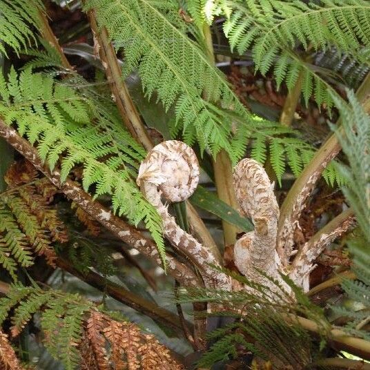 Dicksonia munzingeri Habitatea