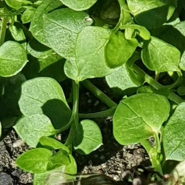 Cardamine hirsuta 葉