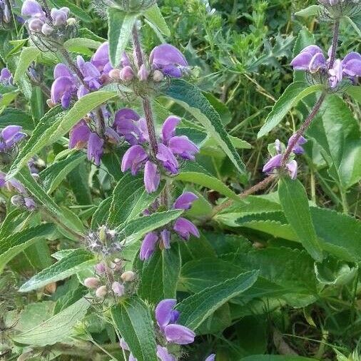 Phlomis herba-venti Flower