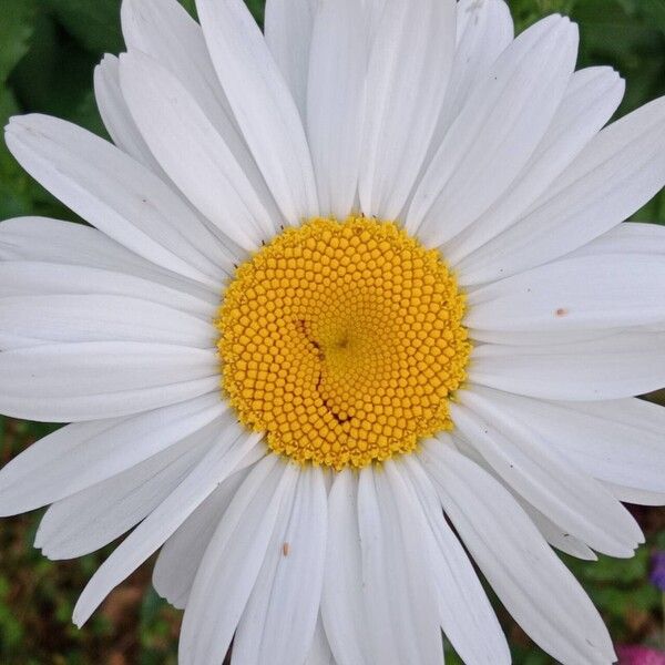 Leucanthemum maximum Квітка