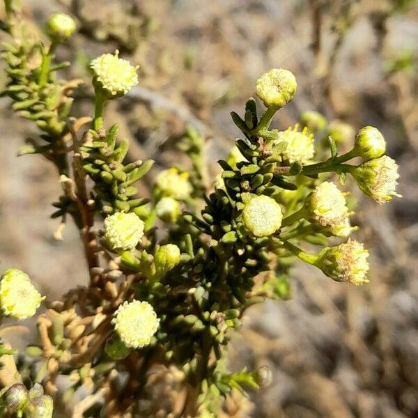 Baccharis boliviensis Кветка