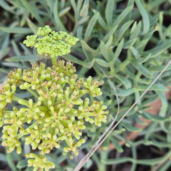 Crithmum maritimum പുഷ്പം