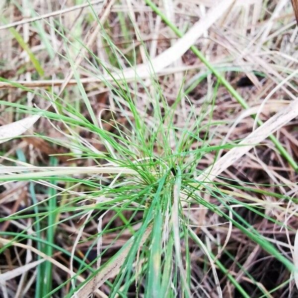 Agrostis canina ഇല