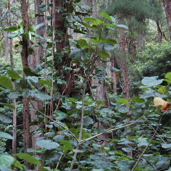 Hibiscus tiliaceus Habitus