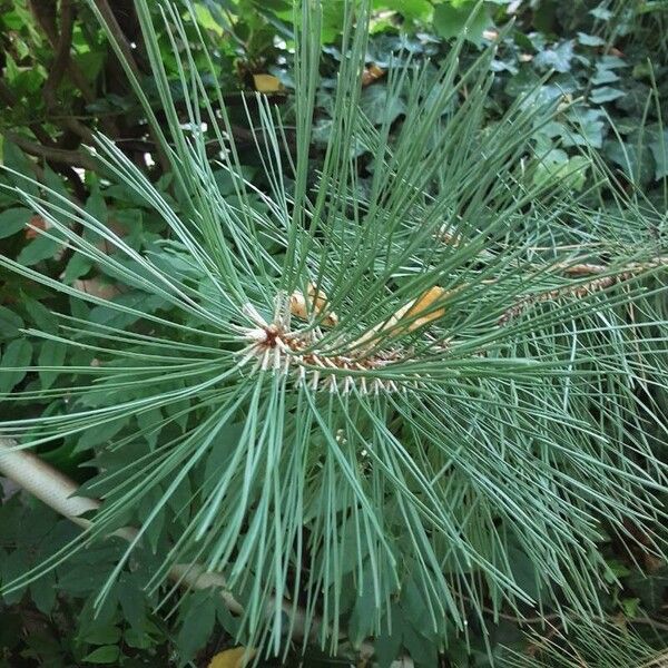 Pinus pinaster Folha