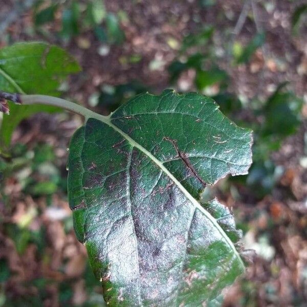 Eucommia ulmoides Blad