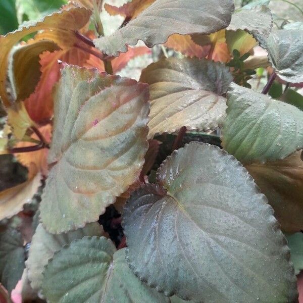 Gloxinia perennis Folha