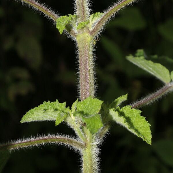 Hyptis suaveolens Агульны выгляд