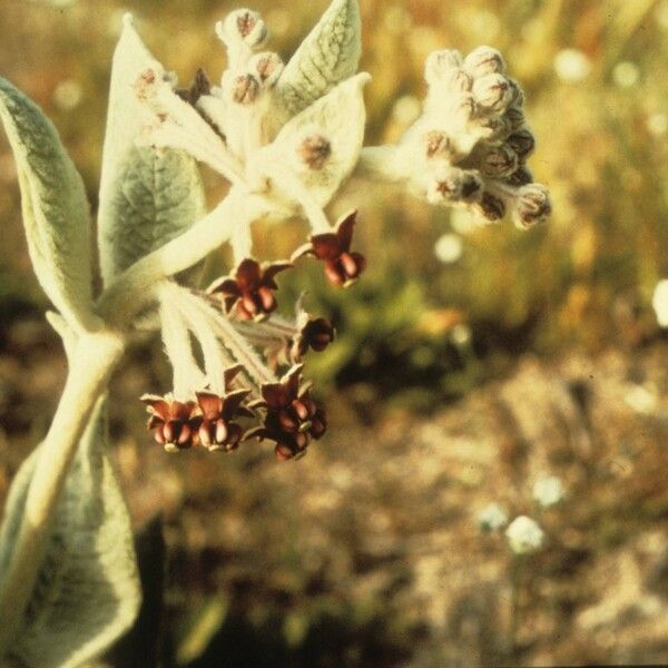 Asclepias californica Cvet
