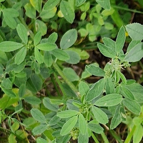 Medicago × varia Folla