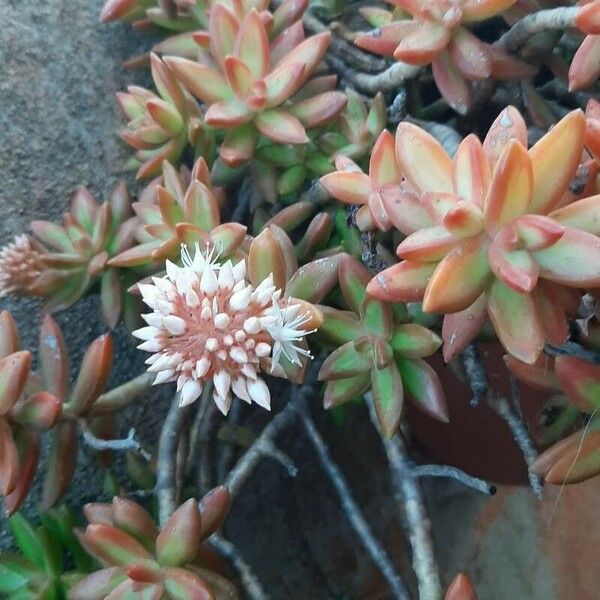 Sedum adolphi Flor