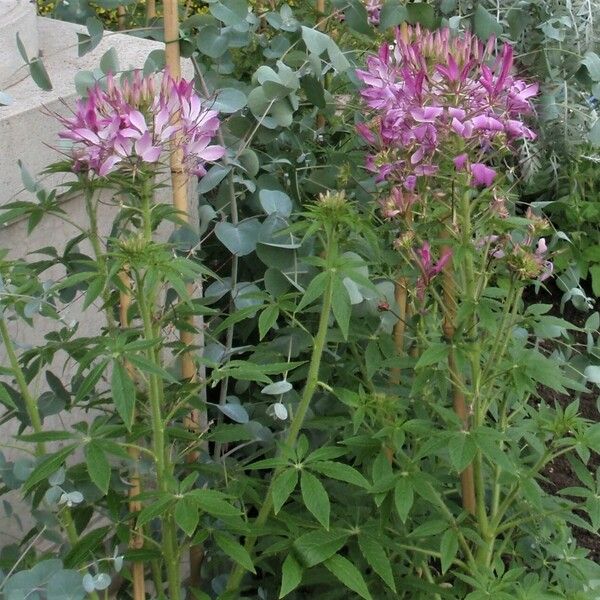 Cleome houtteana 整株植物