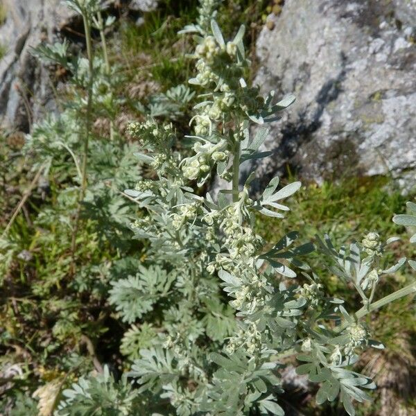 Artemisia absinthium Habit