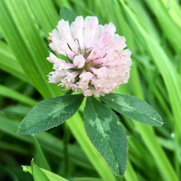 Trifolium pratense फूल